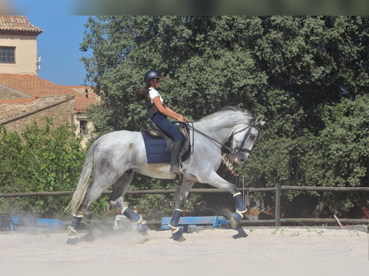 PRE Mix Wallach 8 Jahre 180 cm Schimmel in Sabadell