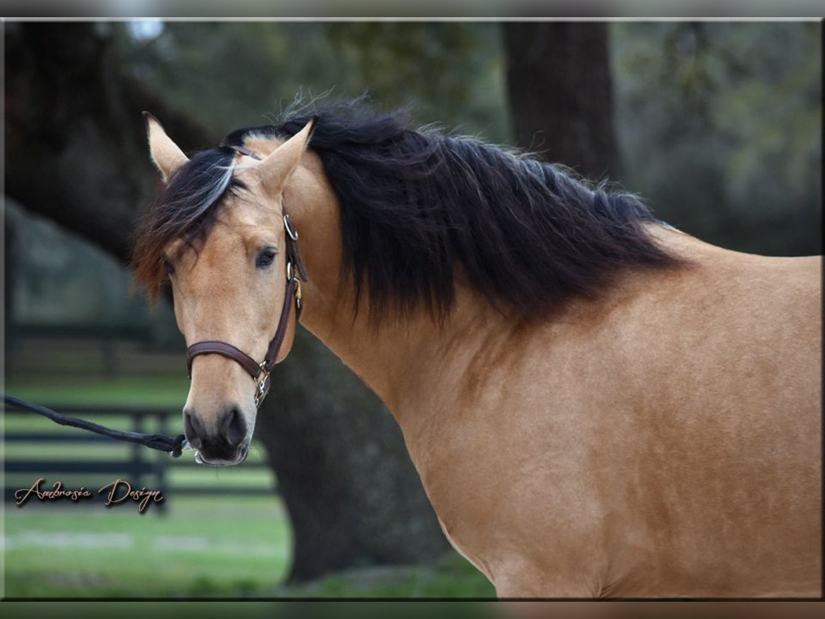 PRE Mix Wallach 8 Jahre Buckskin in Aiken