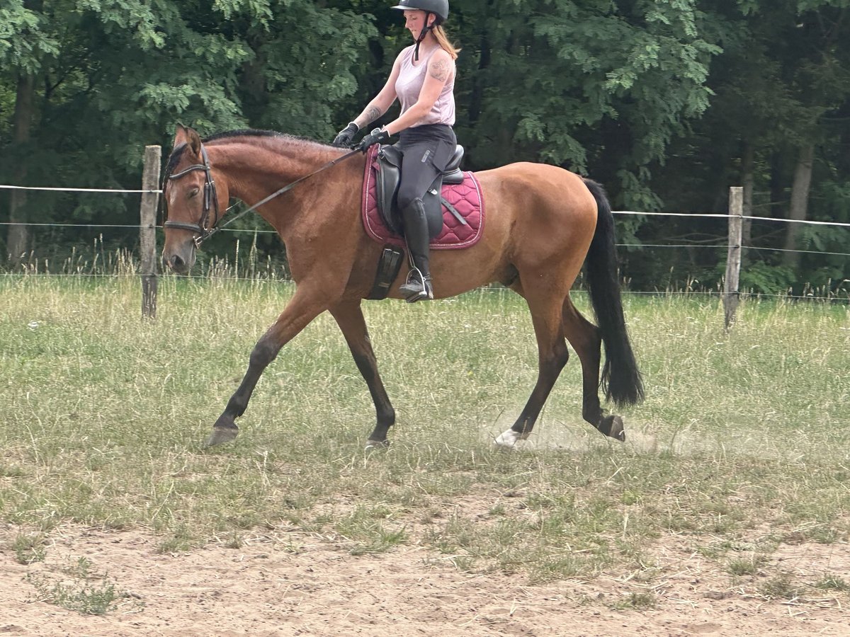 PRE Mix Wallach 9 Jahre 158 cm Brauner in Hagenbach