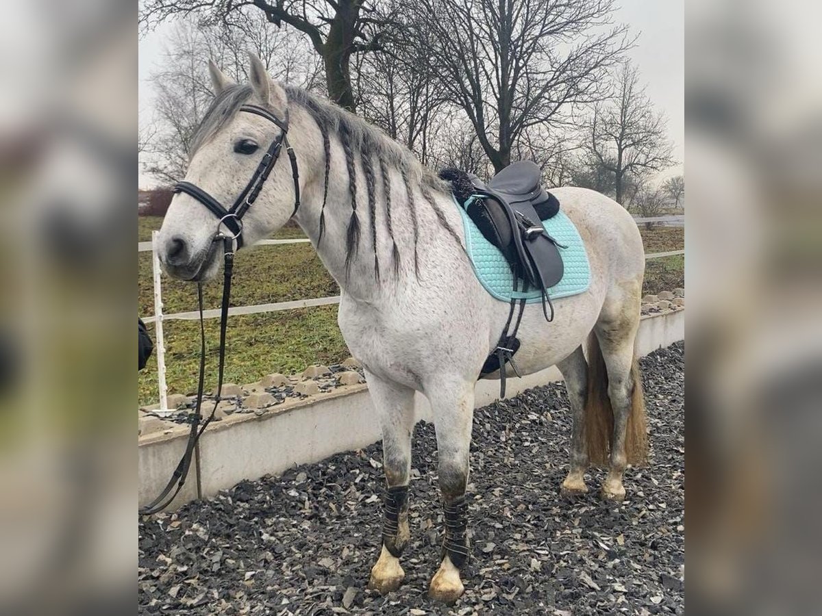 PRE Mix Wallach 9 Jahre 162 cm Schimmel in Kornberg