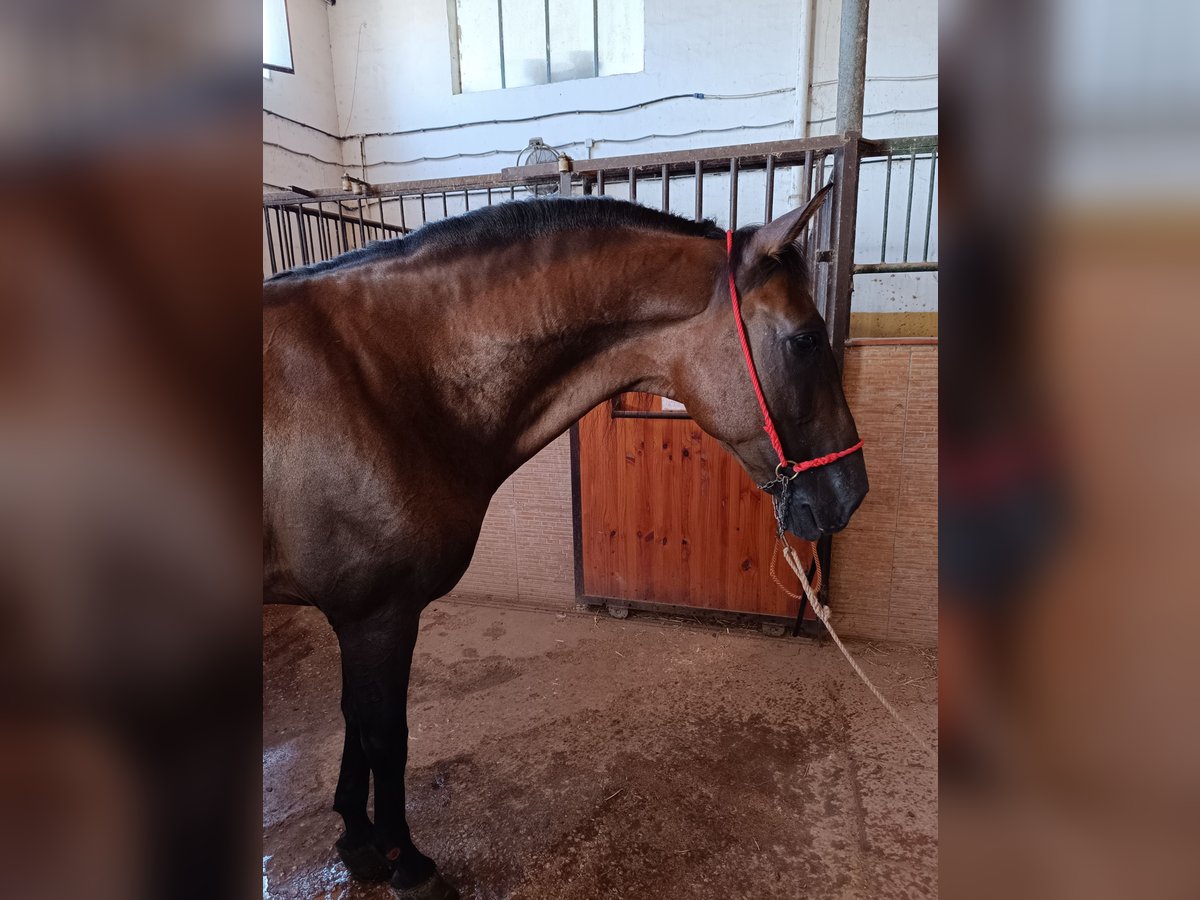 PRE Wallach 9 Jahre 163 cm Brauner in Molina De Segura