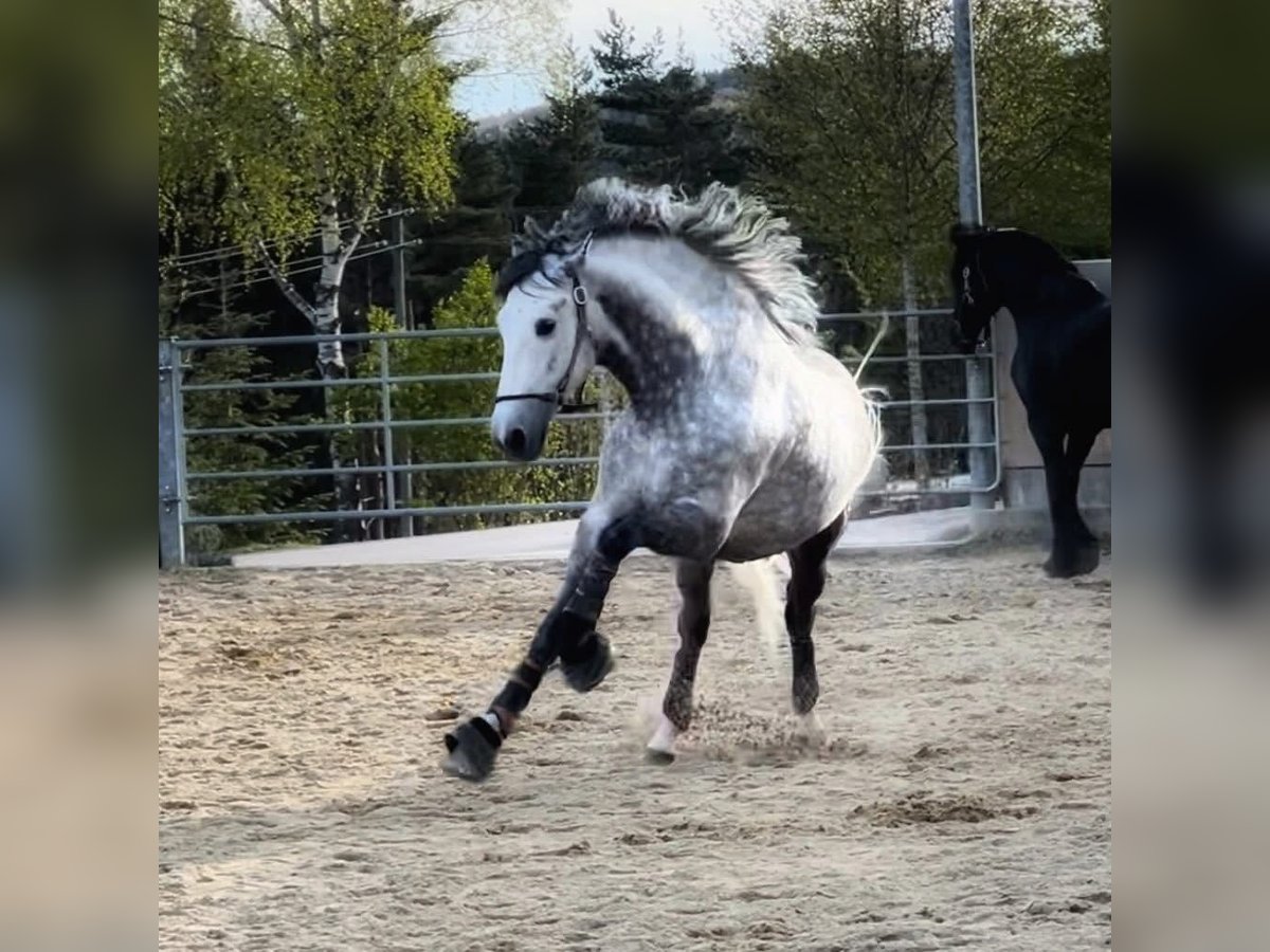 PRE Wallach 9 Jahre 165 cm Apfelschimmel in Balingen
