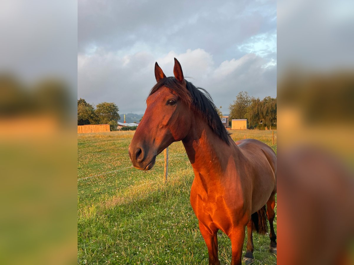 PRE Wallach 9 Jahre 165 cm Brauner in Hagen