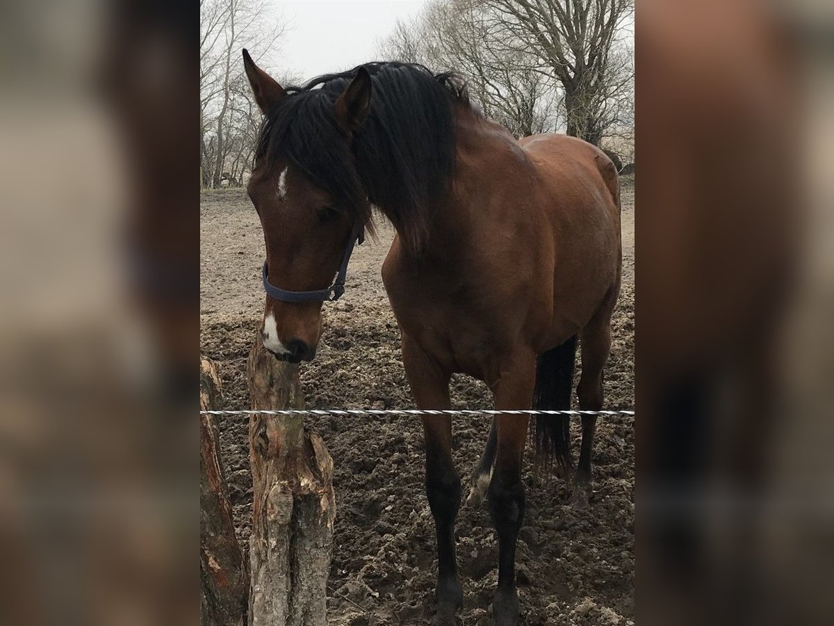 PRE Mix Wallach 9 Jahre 165 cm Dunkelbrauner in Echtenerbrug