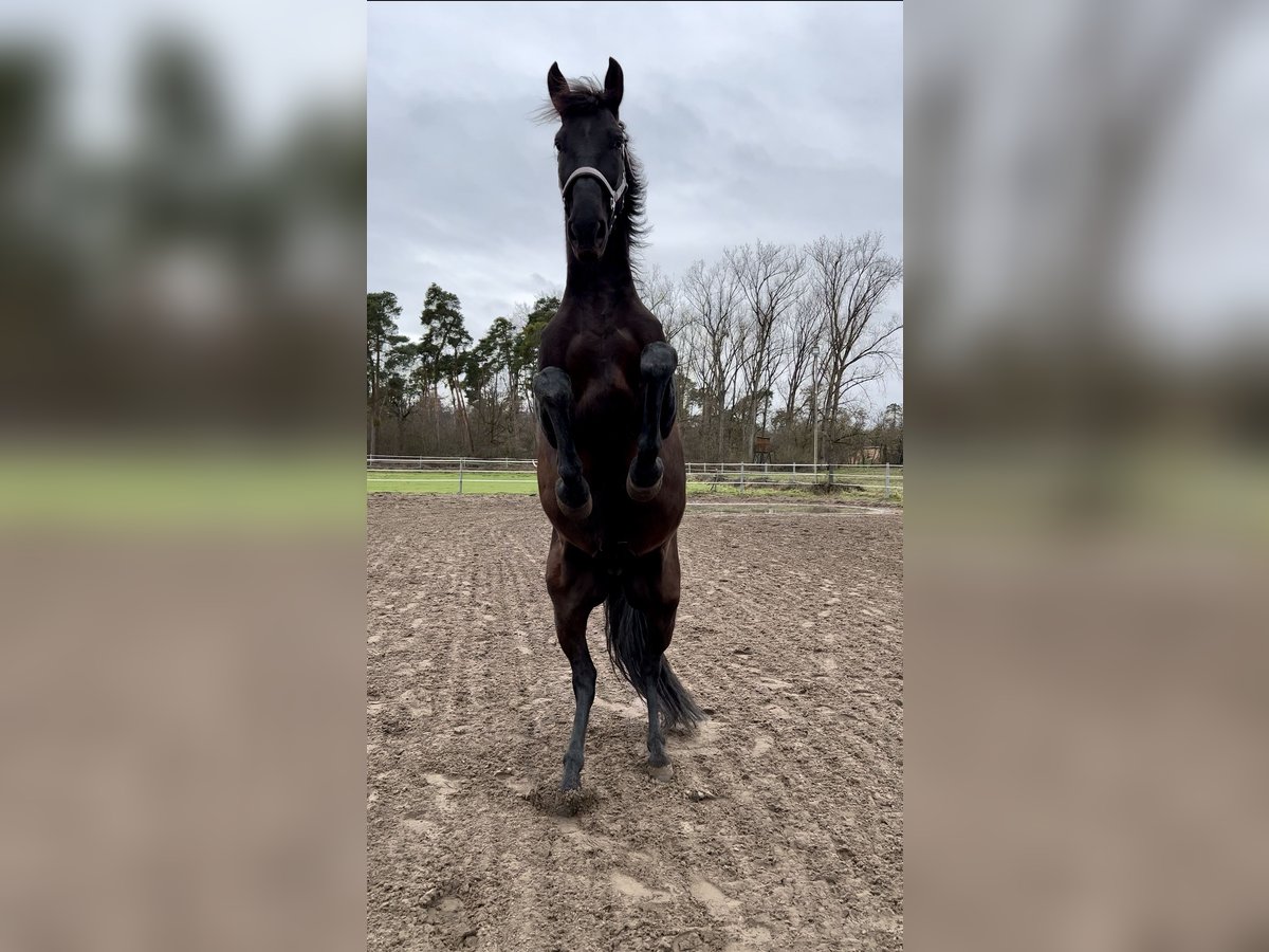 PRE Wallach 9 Jahre 165 cm Rappe in Einhausen
