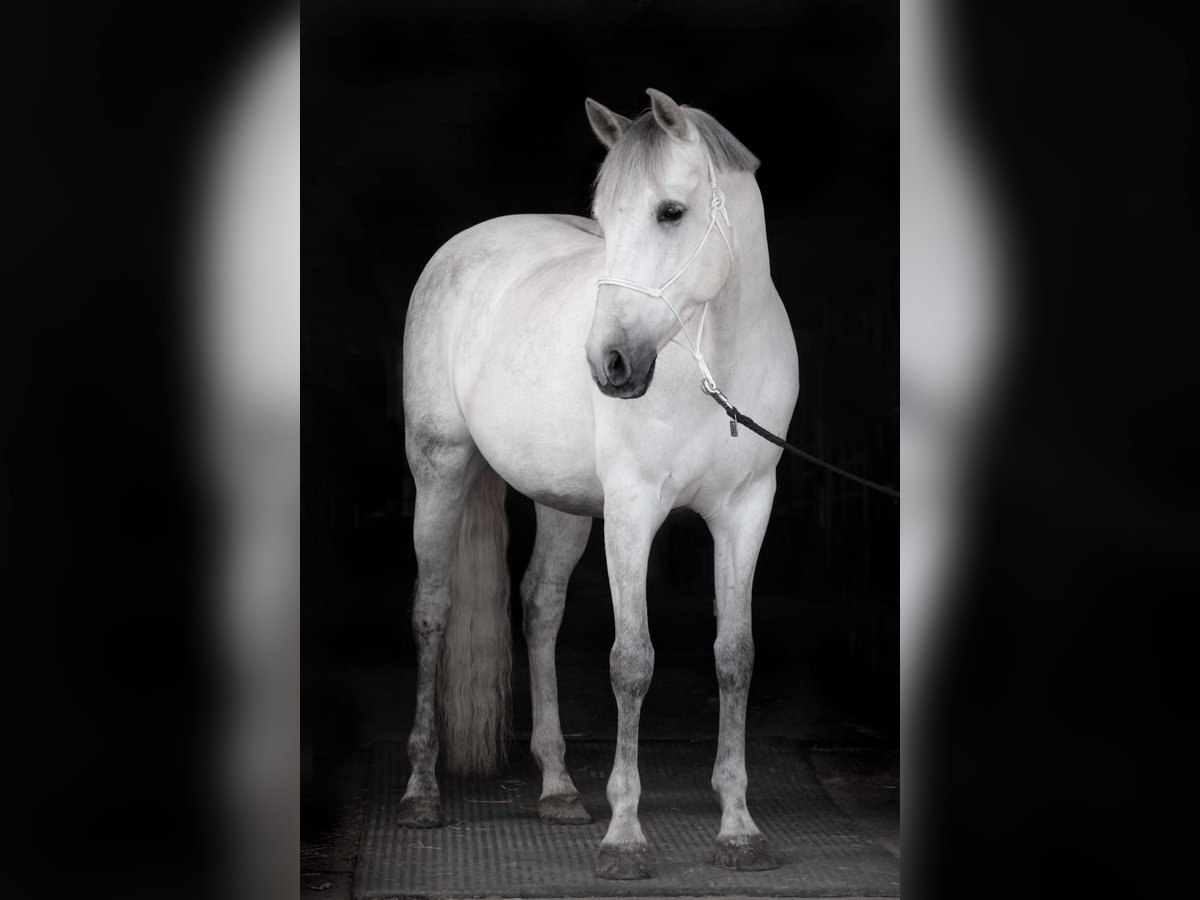 PRE Mix Wallach 9 Jahre 165 cm Schimmel in Stadthagen