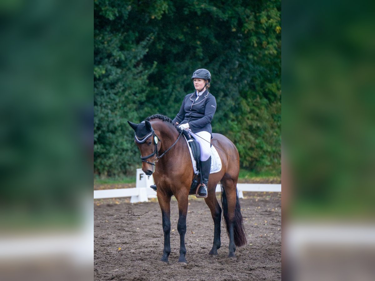 PRE Mix Wallach 9 Jahre 166 cm Brauner in Neuburg
