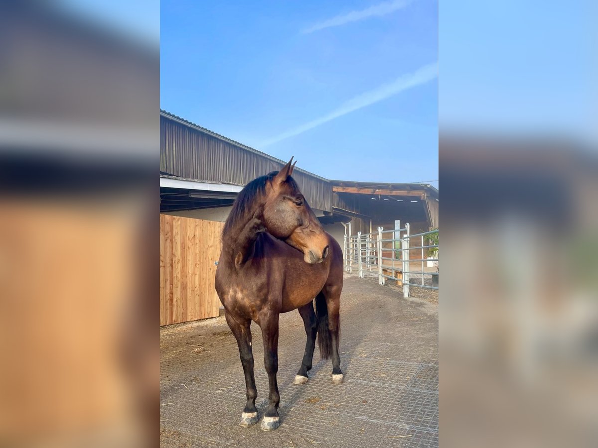 PRE Mix Wallach 9 Jahre 169 cm Brauner in Aldingen