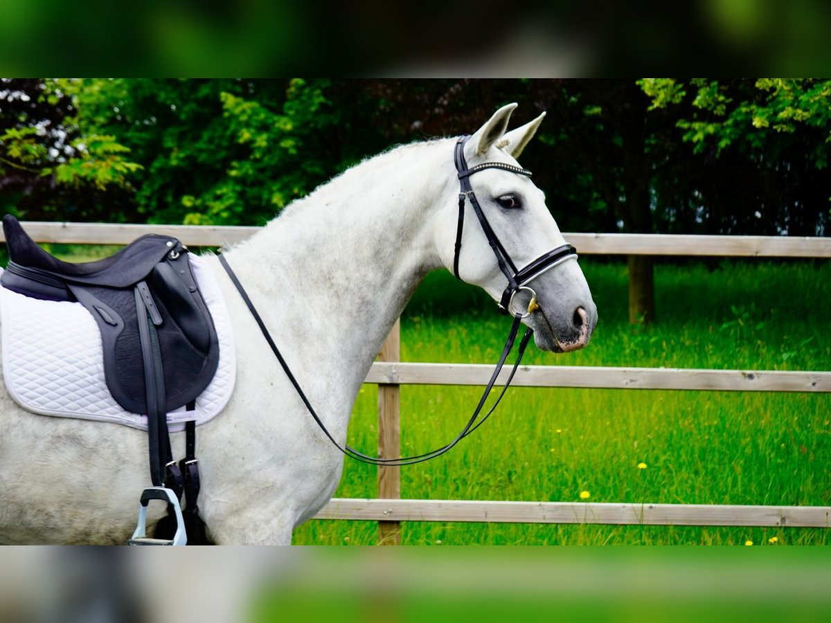 PRE Wallach 9 Jahre Schimmel in Berschweiler bei kirn