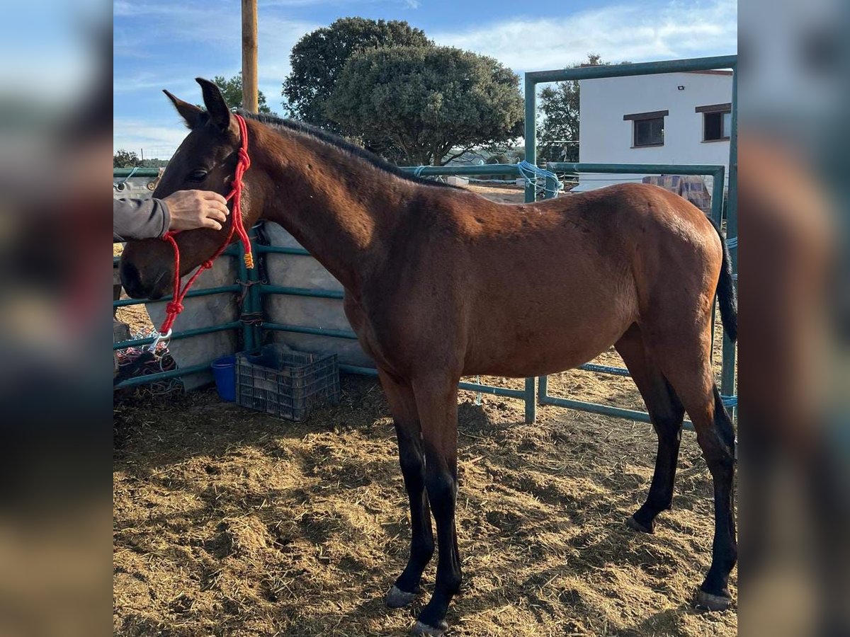 PRE Wallach Fohlen (02/2025) 170 cm Brauner in Cuenca PRE Wallach Fohlen (02/2025) 170 cm Brauner in Cuenca