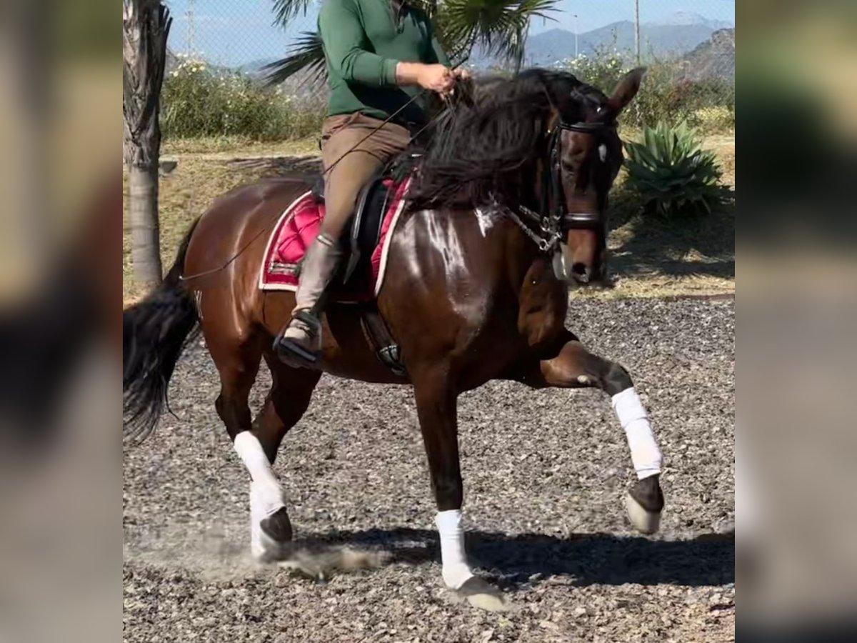 PRE Mestizo Yegua 10 años 163 cm Castaño in Martfeld