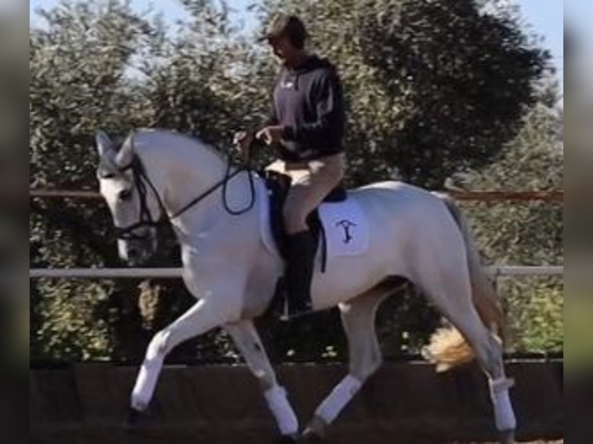 PRE Mestizo Yegua 10 años 164 cm Tordo in SEVILLA