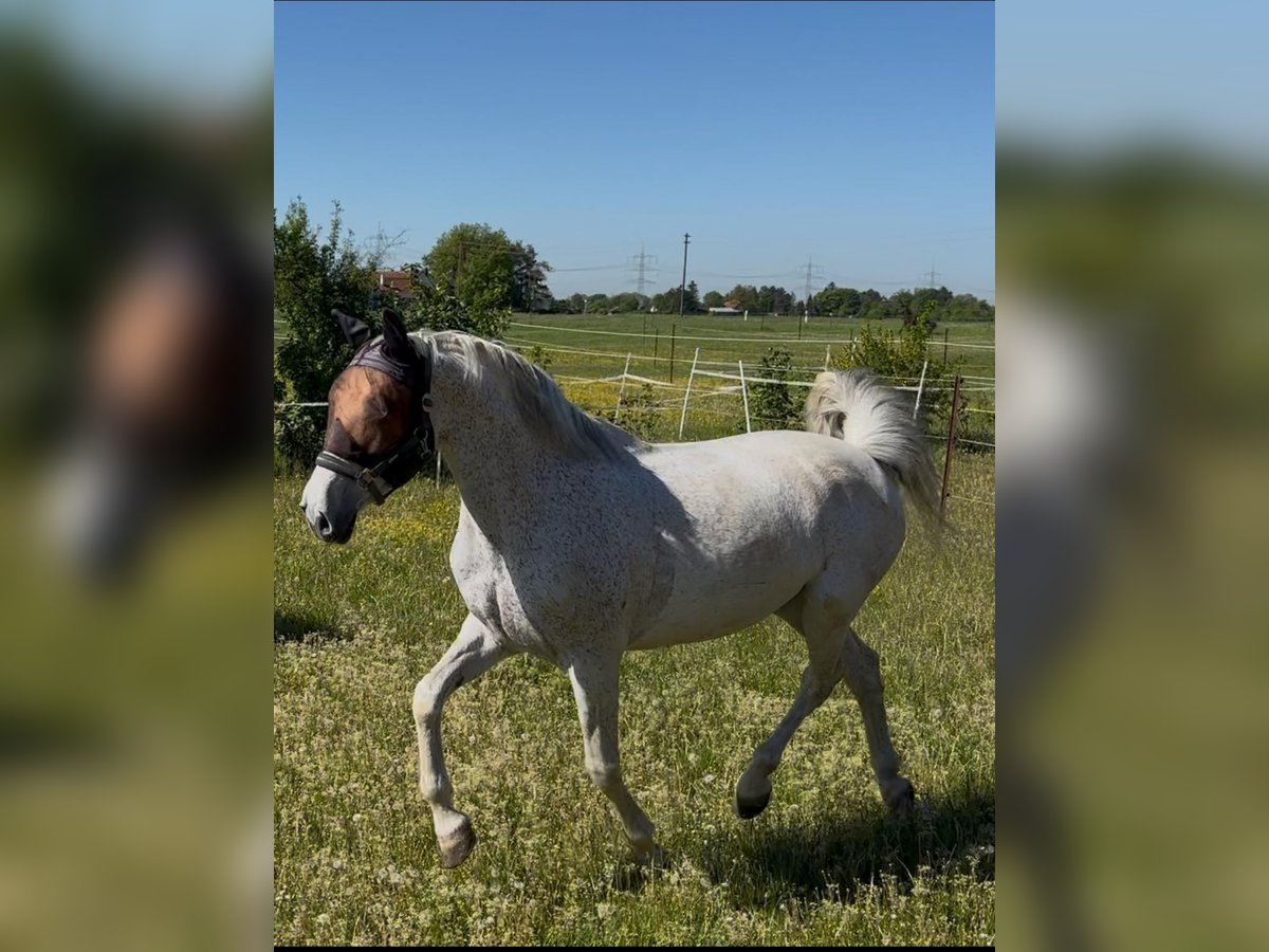 PRE Mestizo Yegua 13 años 155 cm Tordo picazo in Königsbrunn