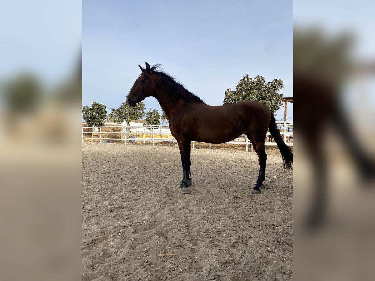 PRE Mestizo Yegua 15 años 163 cm Castaño in Catral