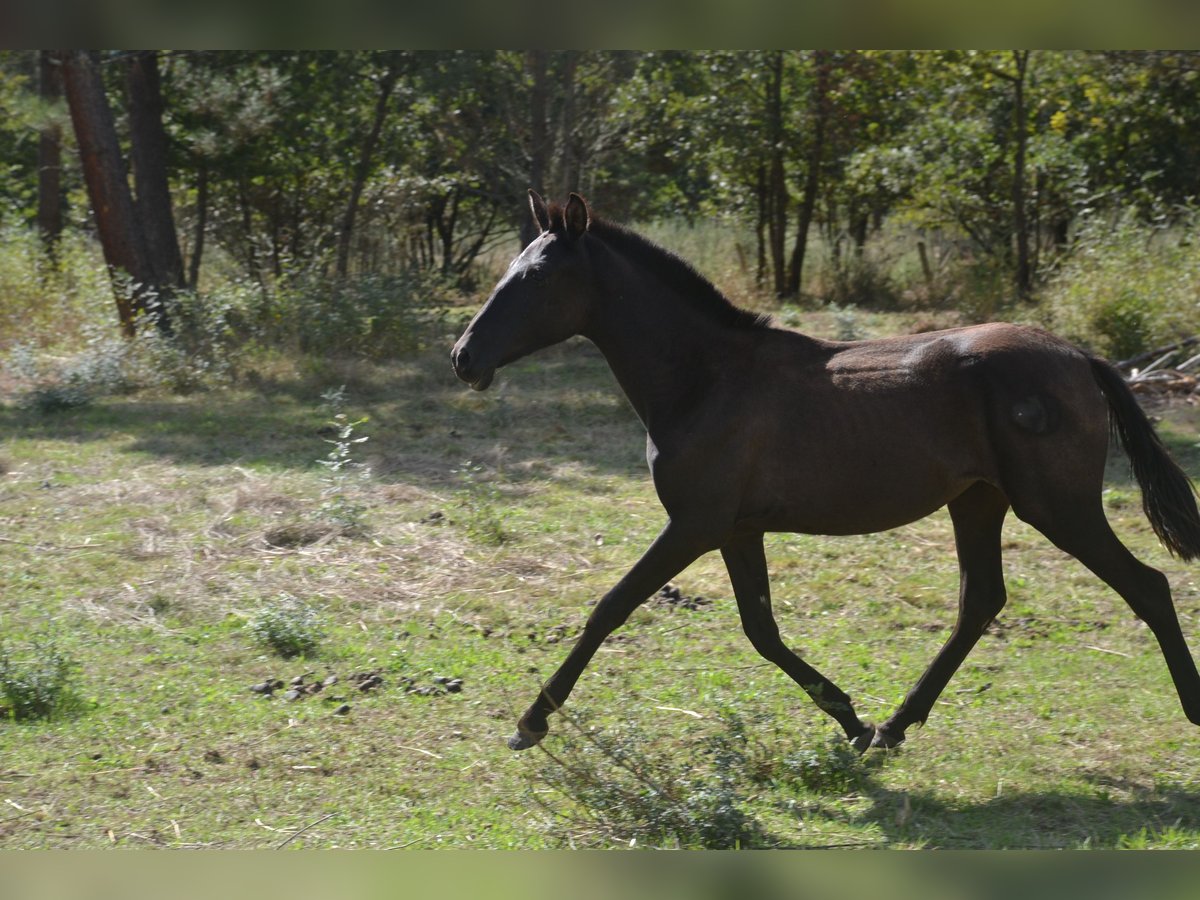 PRE Mestizo Yegua 1 año 140 cm Negro in San Cibrao Das Viñas (Capital)