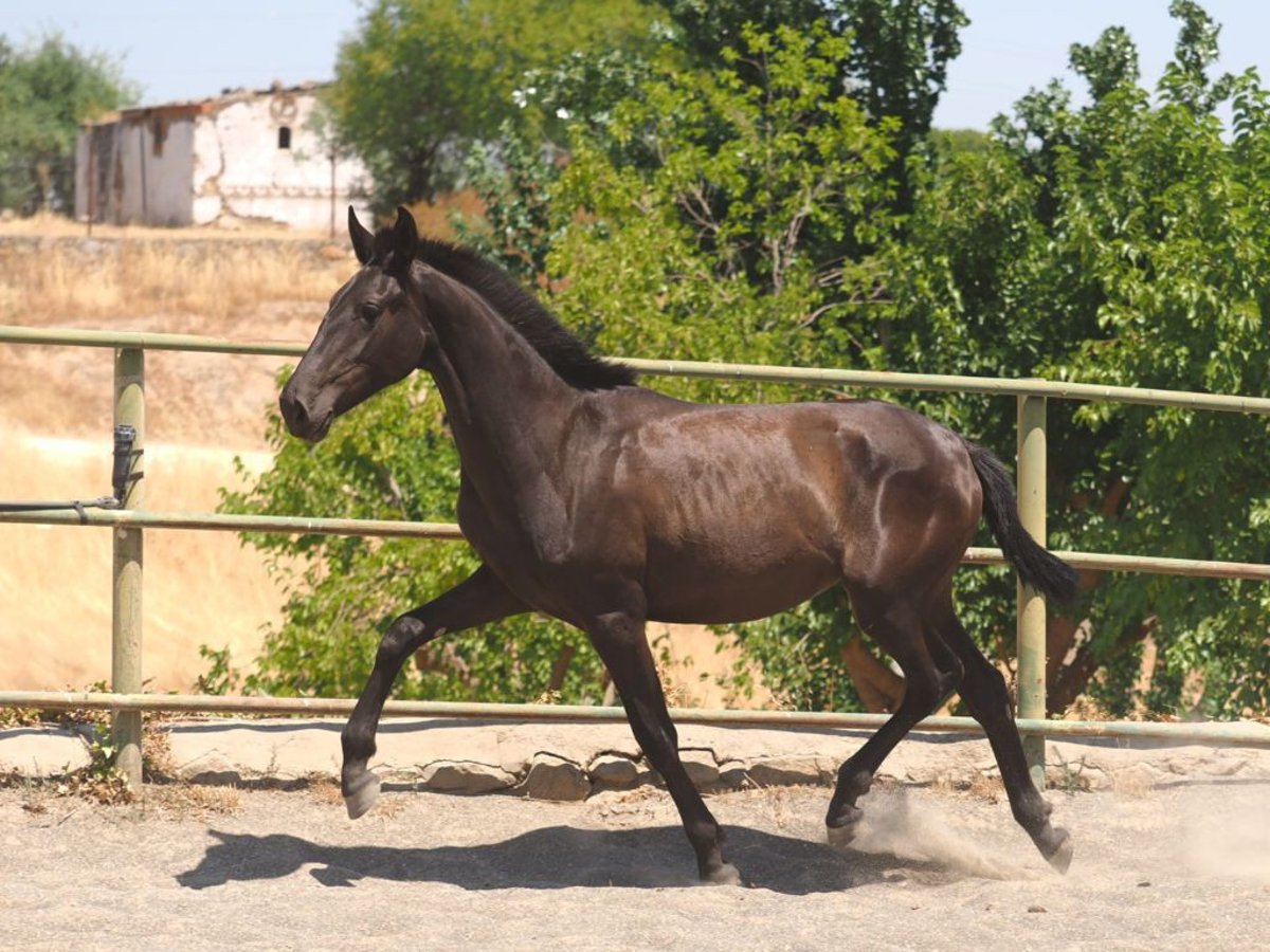 PRE Mestizo Yegua 1 año 150 cm Negro in Navas Del Madro&#xF1;o