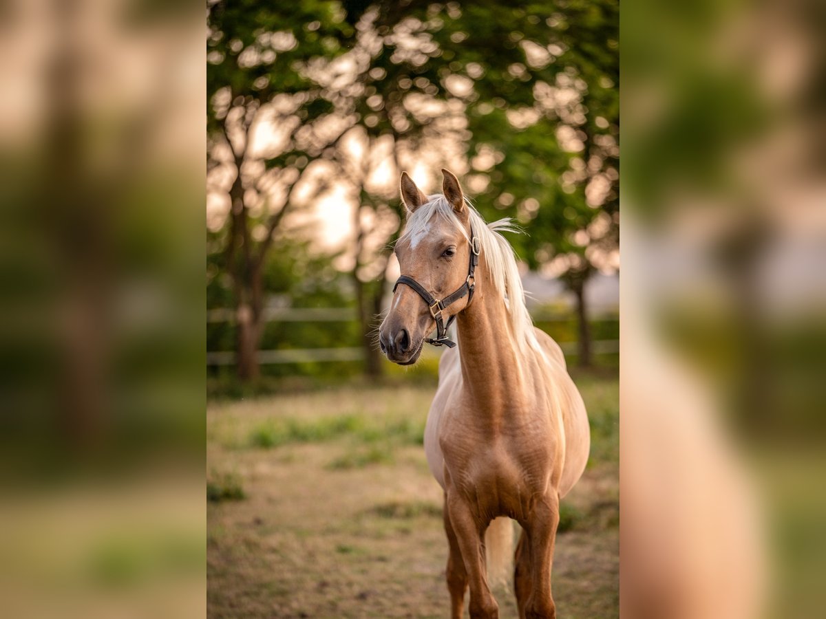 PRE Mestizo Yegua 1 año 150 cm Palomino in &#xC9;commoy