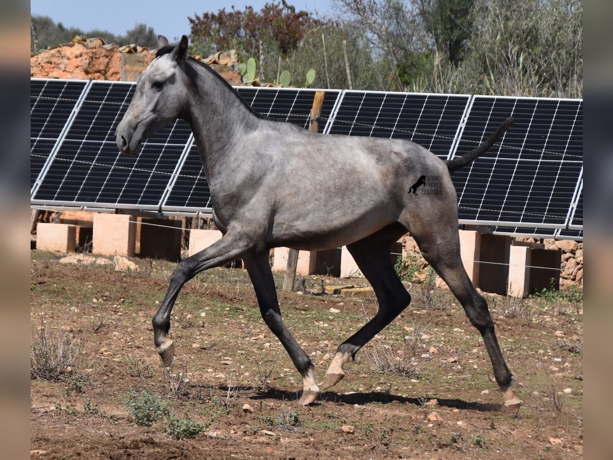 PRE Mestizo Yegua 1 año 155 cm Tordo in Mallorca