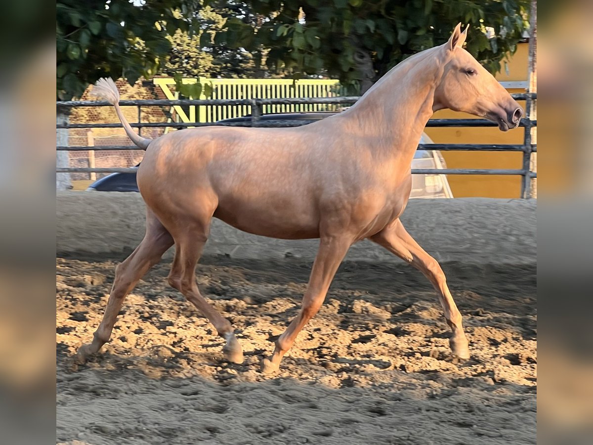 PRE Mestizo Yegua 1 año 163 cm Palomino in Vilanova I La Geltru