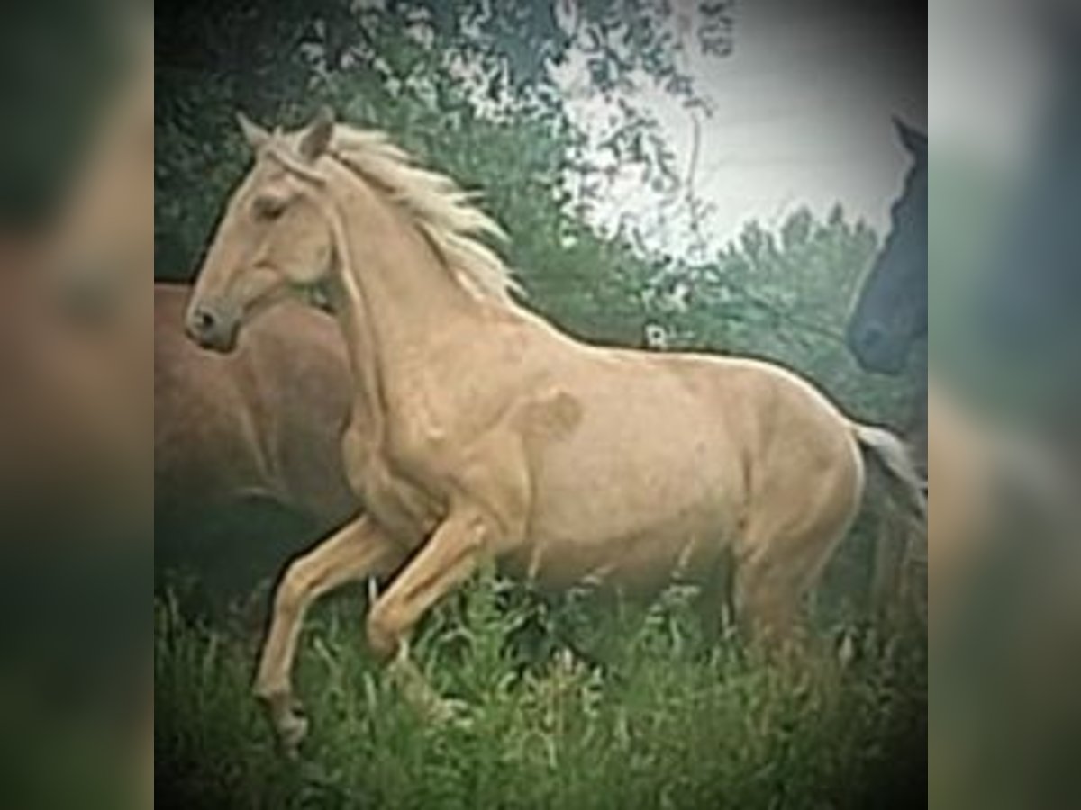 PRE Yegua 1 año 164 cm Palomino in Castro del Condado