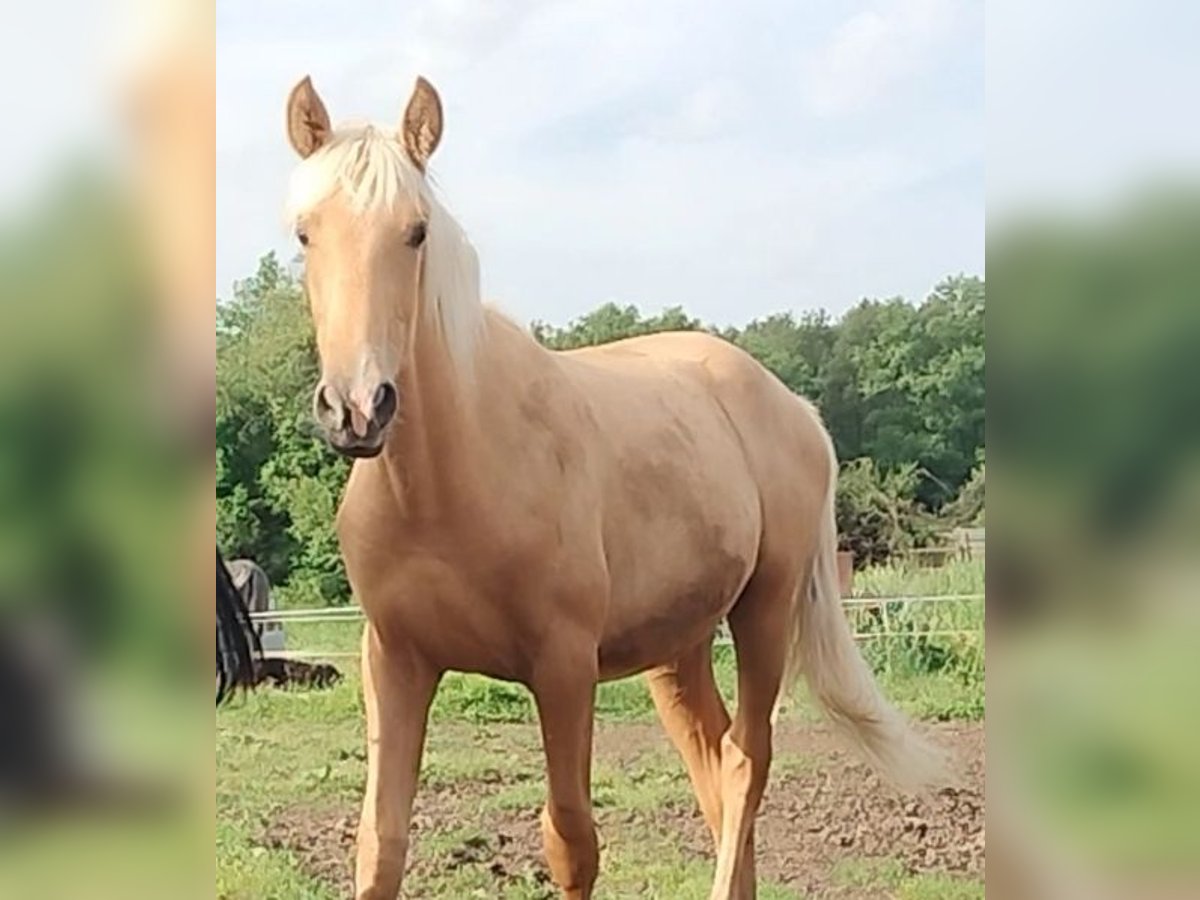 PRE Yegua 1 año 164 cm Palomino in Castro del Condado