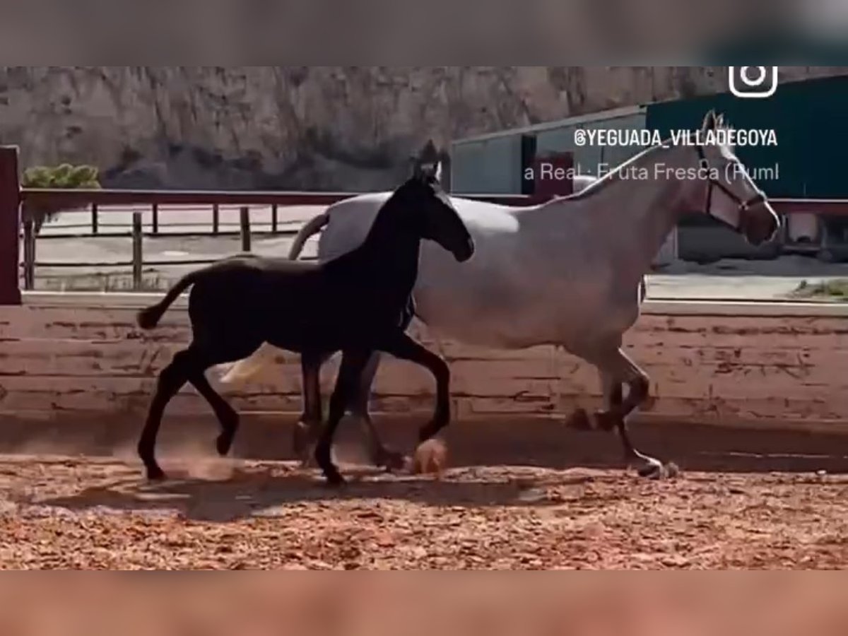 PRE Yegua 1 año Tordo in Fuendetodos