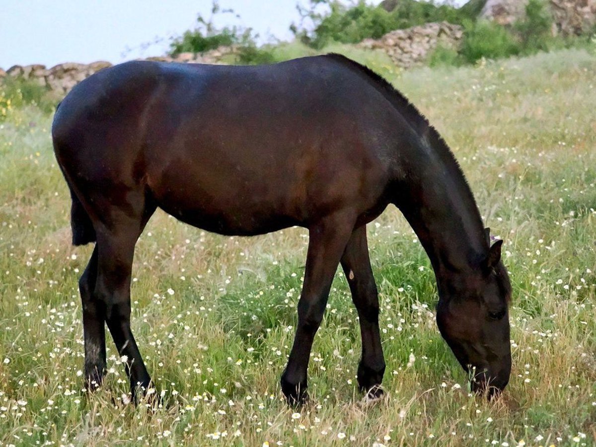 PRE Mestizo Yegua 2 años 154 cm Negro in Navas Del Madro&#xF1;o