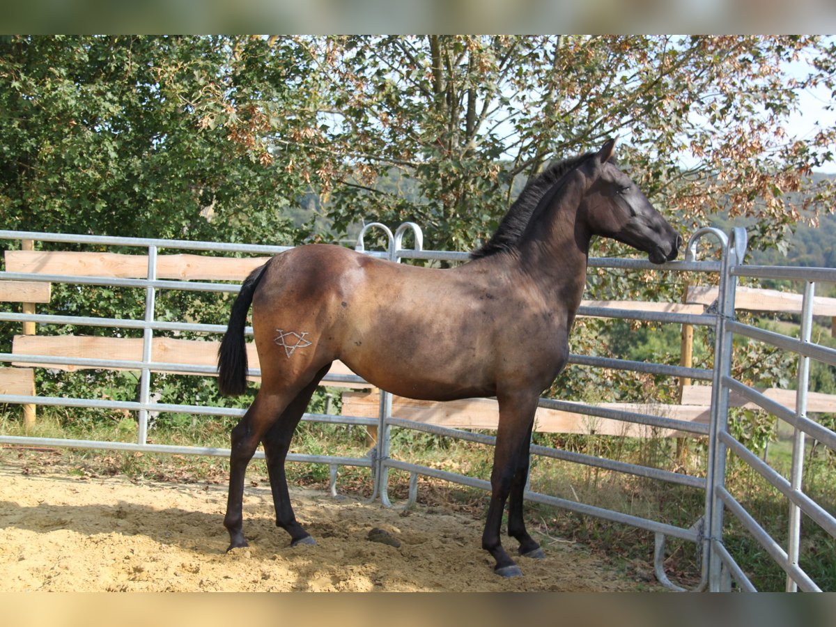 PRE Mestizo Yegua 2 años 162 cm Negro in Brauweiler