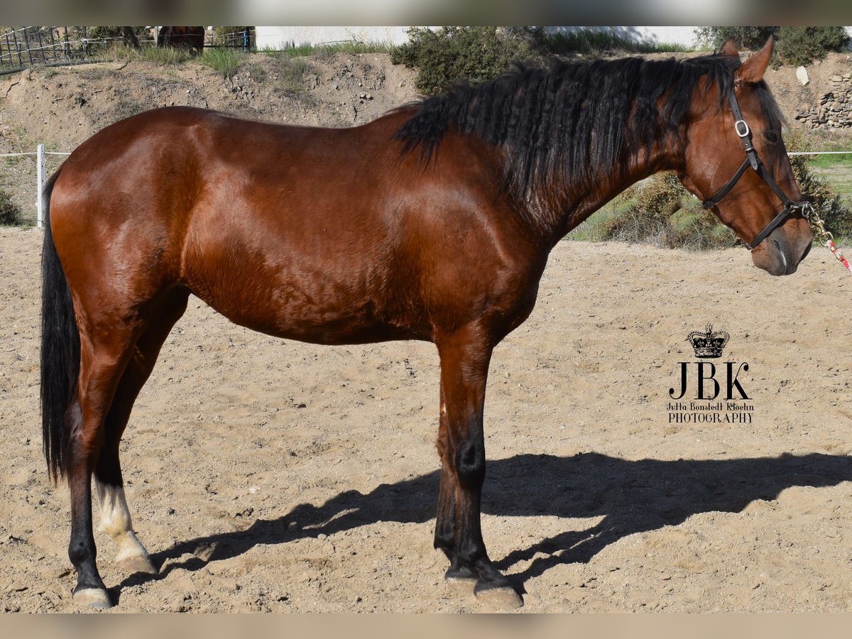 PRE Mestizo Yegua 2 años 164 cm Castaño in Tabernas Almeria