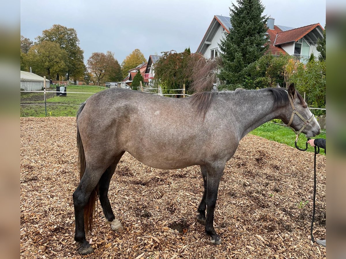 PRE Mestizo Yegua 2 años 164 cm Tordo in Nerenstetten