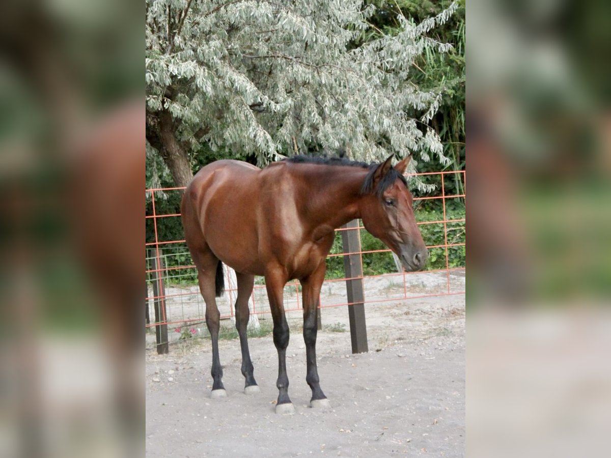 PRE Yegua 2 años 165 cm Castaño in Zaragoza