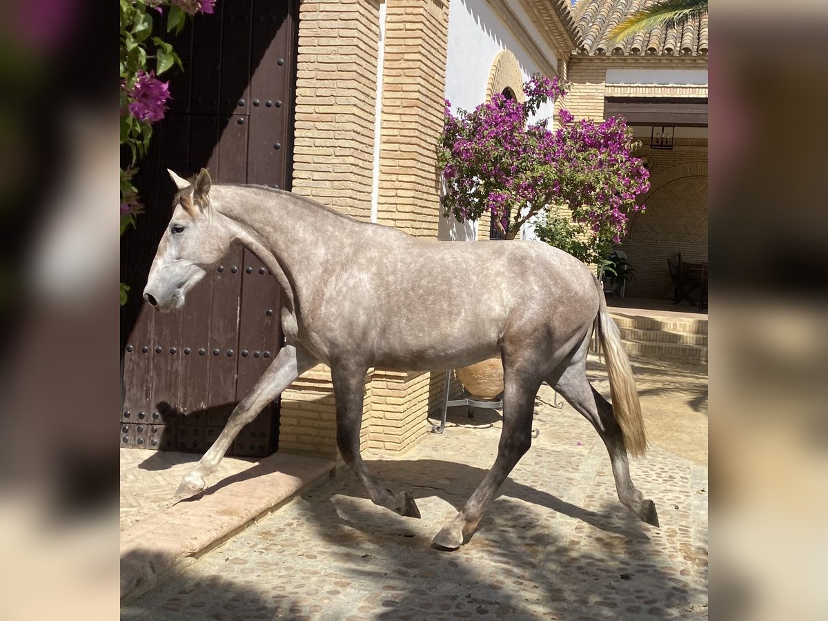 PRE Yegua 2 años 165 cm Tordo in Fuentes De Andalucia