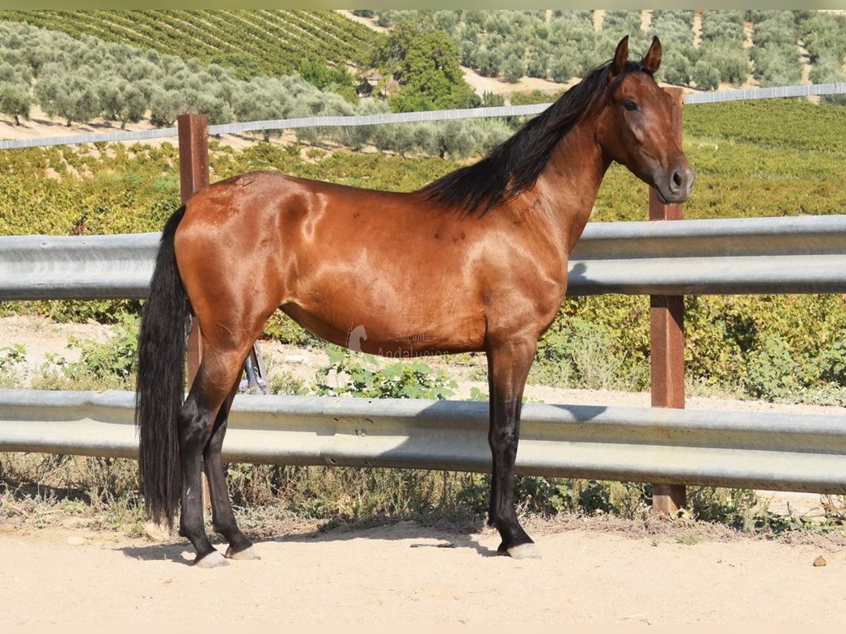 PRE Yegua 3 años 153 cm Castaño in Provinz Cordoba