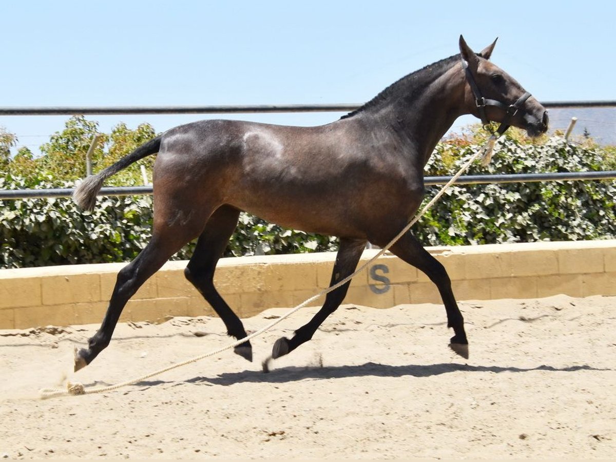 PRE Yegua 3 años 154 cm Tordo in Provinz Malaga