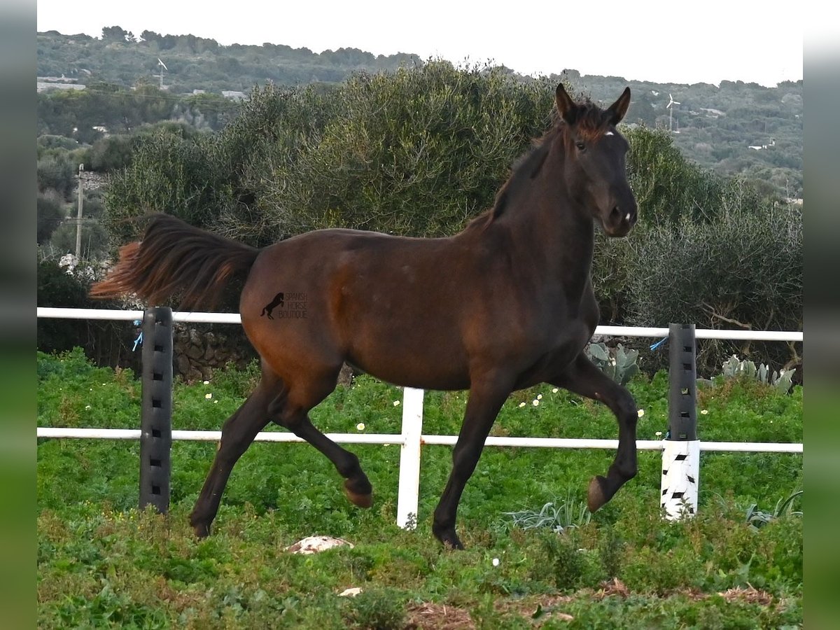 PRE Yegua 3 años 158 cm Negro in Menorca