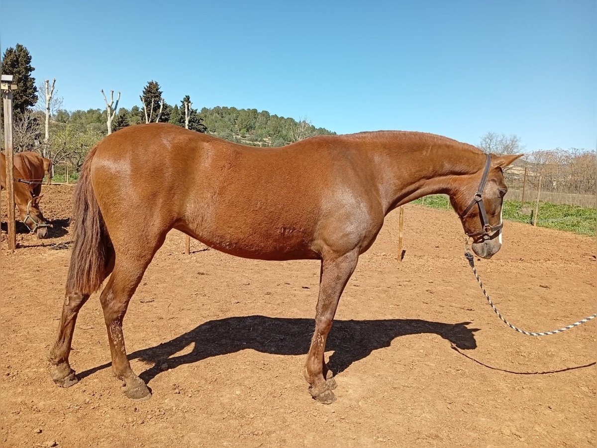 PRE Yegua 3 años 160 cm Alazán in cataluña