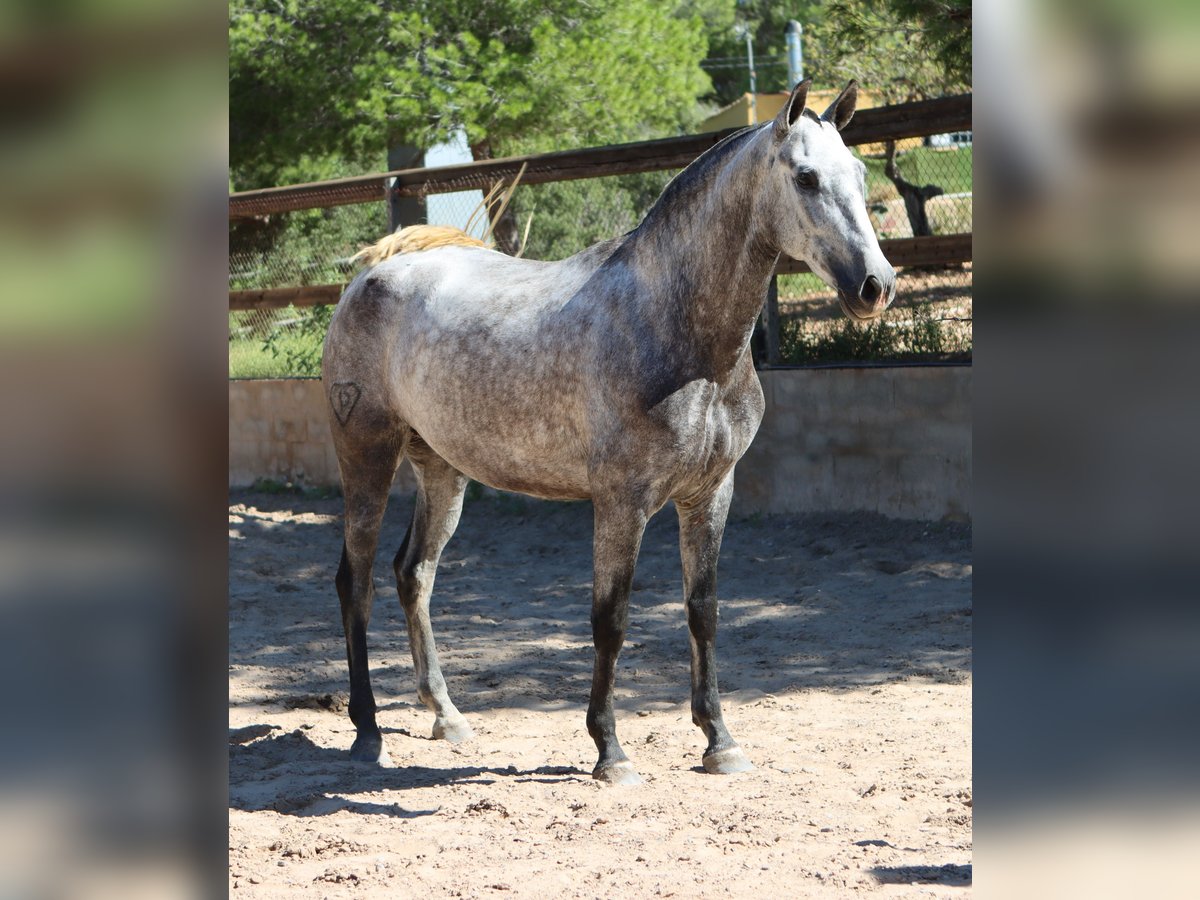 PRE Yegua 3 años 160 cm Tordo rodado in Sagunt/Sagunto