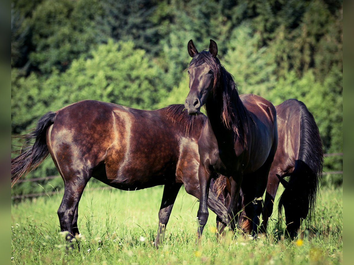 PRE Mestizo Yegua 3 años 167 cm Negro in Bogen