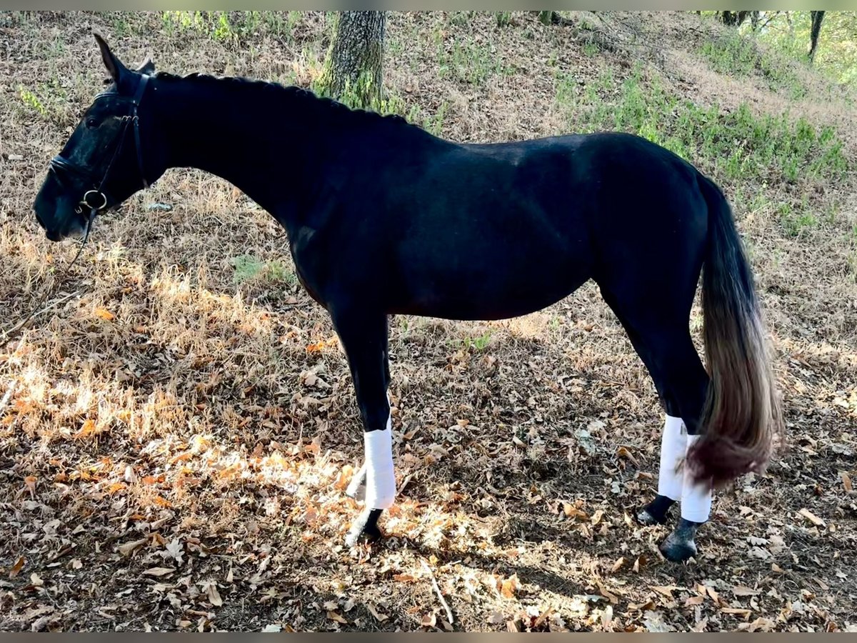 PRE Mestizo Yegua 3 años 167 cm Tordo in Silleda (Casco Urbano)