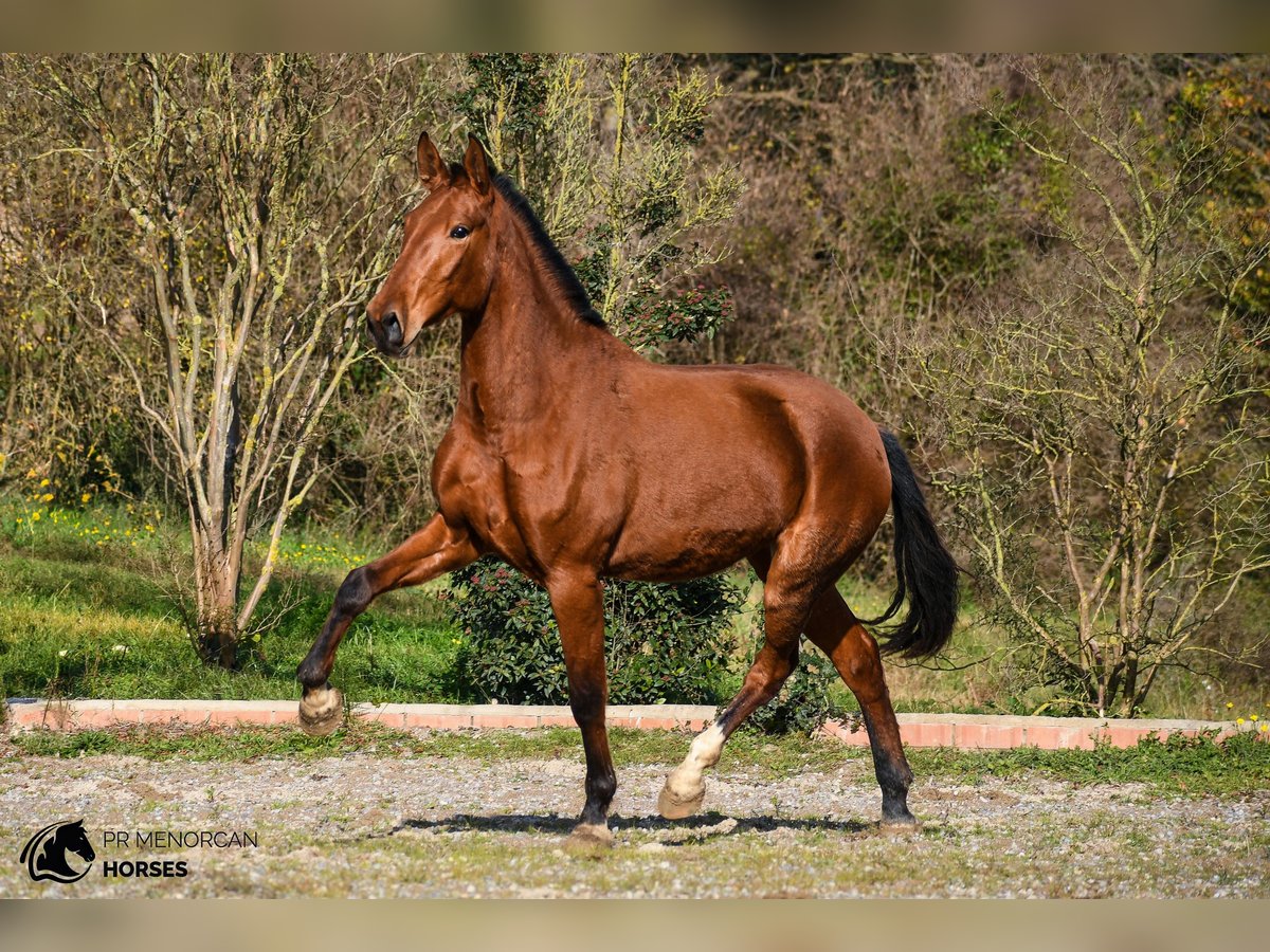 PRE Yegua 3 años 168 cm Castaño in Barcelona