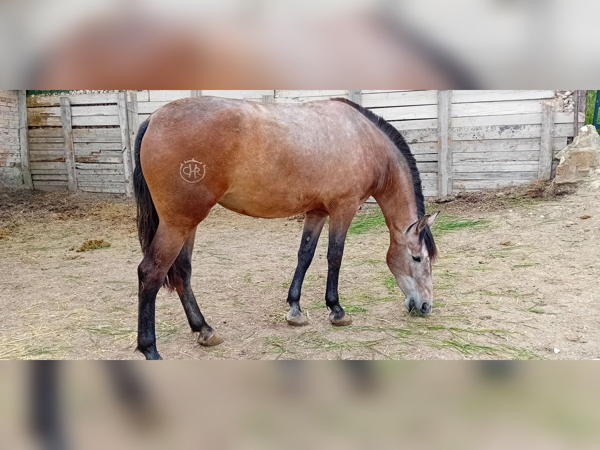 PRE Yegua 3 años 168 cm Tordo picazo in Estepa