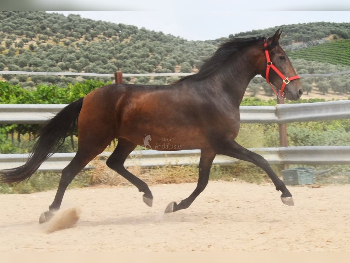 PRE Yegua 4 años 156 cm Castaño in Provinz Cordoba