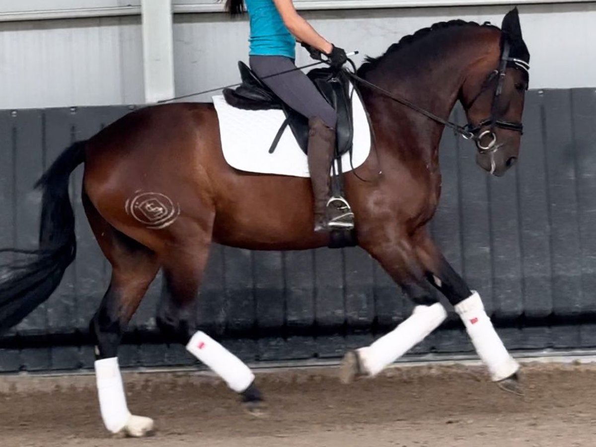 PRE Mestizo Yegua 4 años 164 cm Castaño in Navas Del Madroño