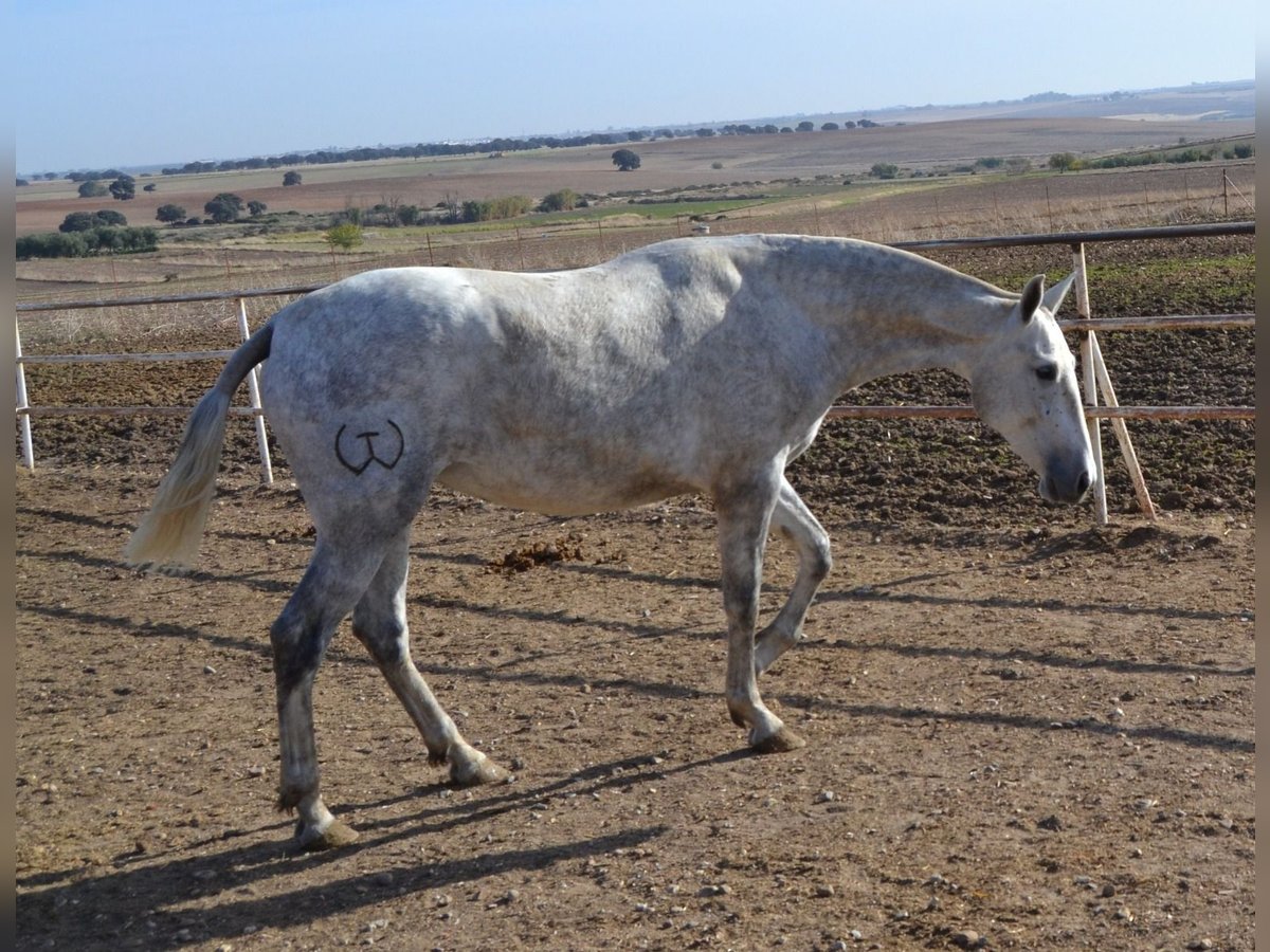 PRE Yegua 4 años 165 cm in Fuentes De Andalucia