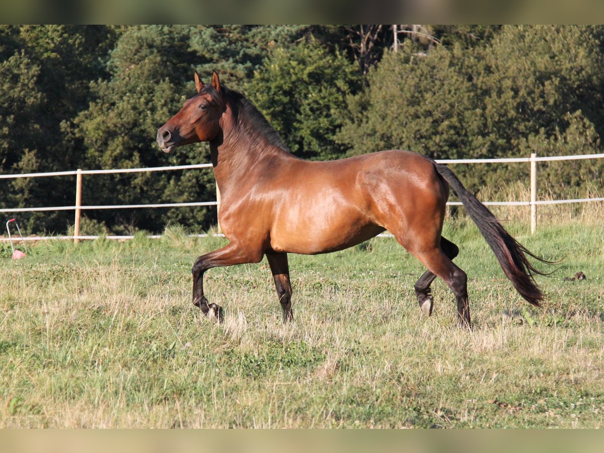 PRE Mestizo Yegua 4 años 165 cm Castaño in Brauweiler