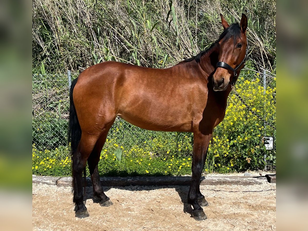 PRE Yegua 5 años 161 cm Castaño in Málaga