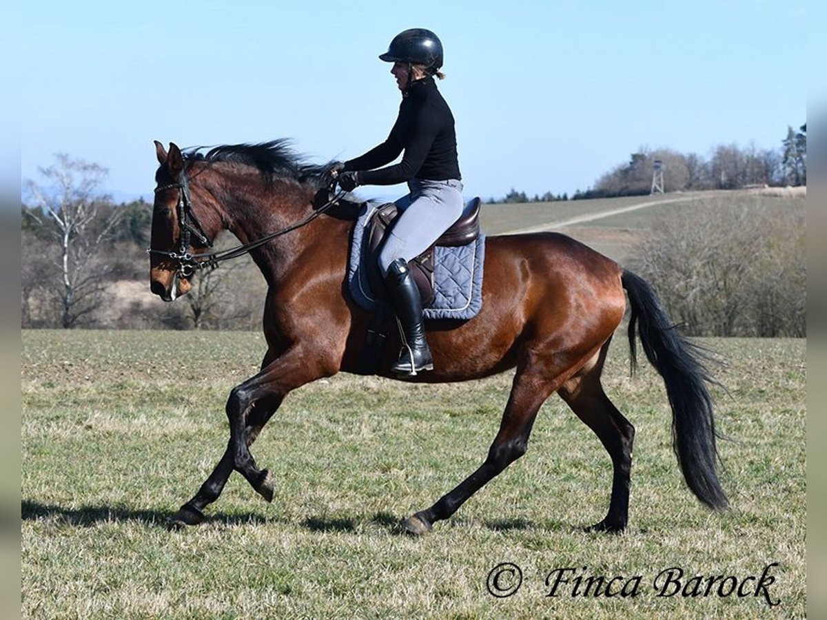 PRE Yegua 5 años 162 cm Castaño in Wiebelsheim