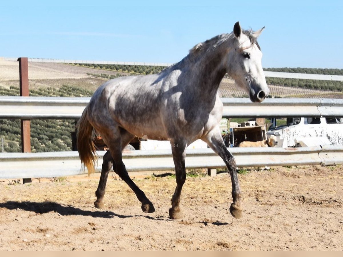 PRE Yegua 5 años 162 cm Tordo in Provinz Cordoba