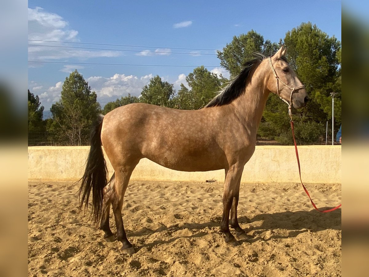 PRE Yegua 5 años 163 cm Bayo in Pozo alcon