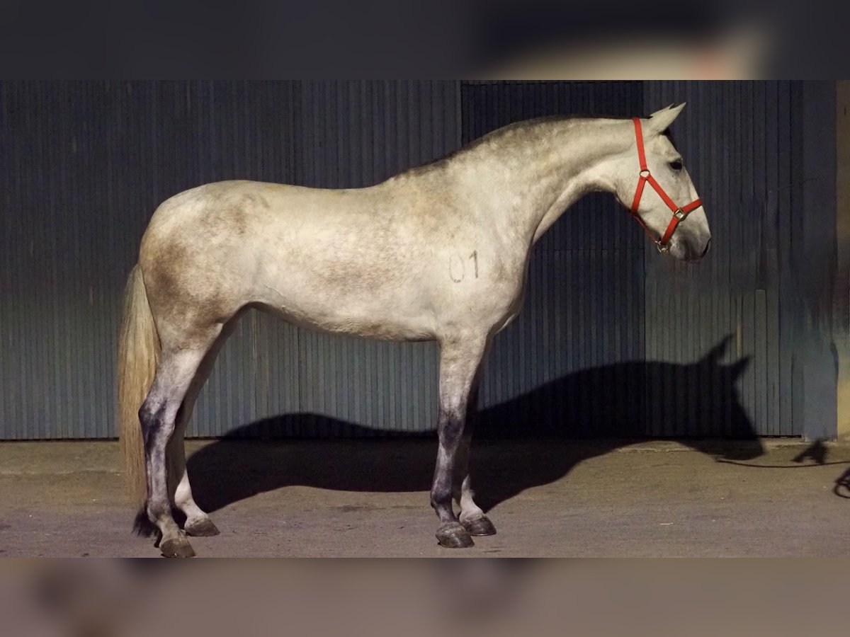 PRE Mestizo Yegua 5 años 170 cm Tordo in NAVAS DEL MADRONO